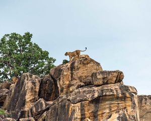 Preview wallpaper lion cub, big cat, rocks, stone