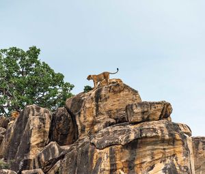 Preview wallpaper lion cub, big cat, rocks, stone