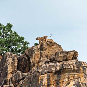 Preview wallpaper lion cub, big cat, rocks, stone