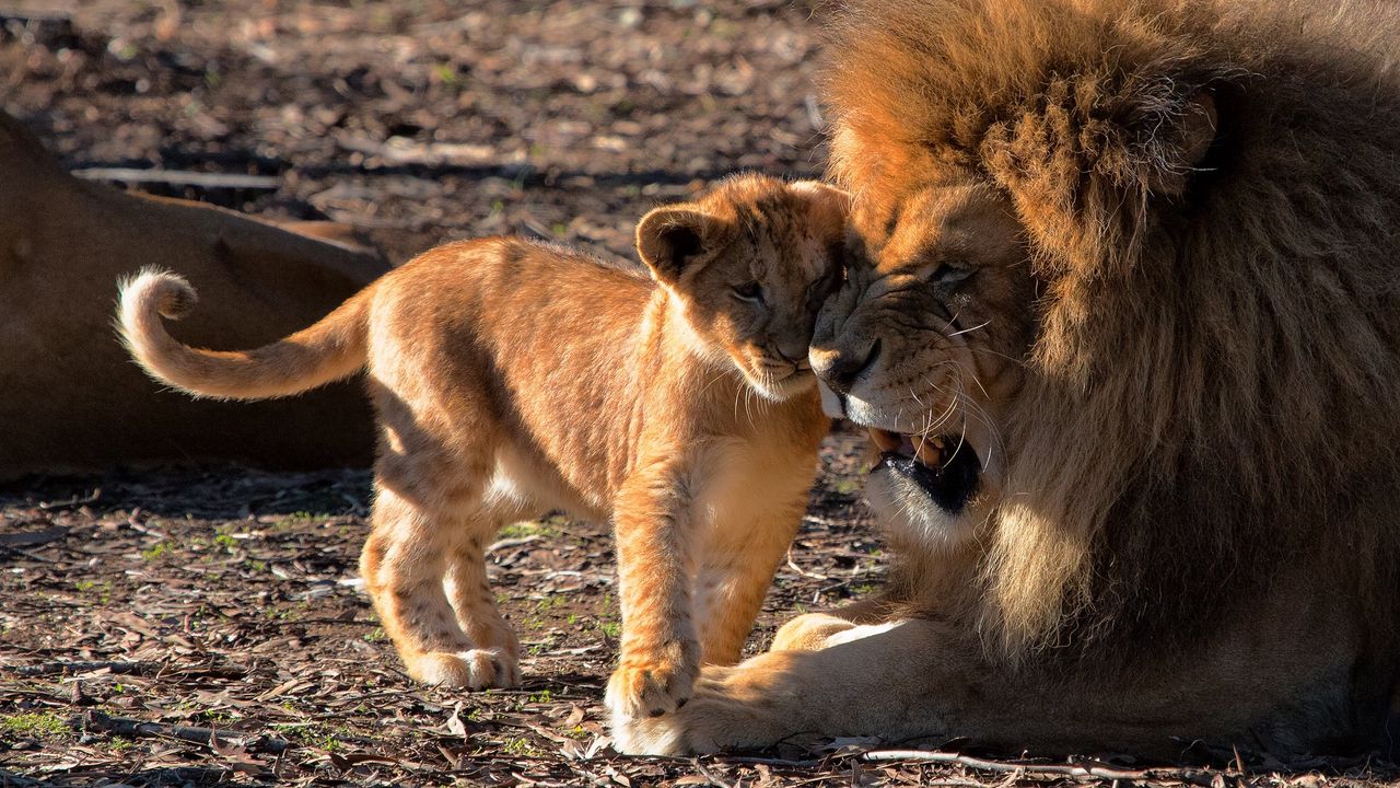 Wallpaper lion, cub, care, predators