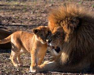 Preview wallpaper lion, cub, care, predators