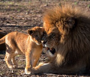Preview wallpaper lion, cub, care, predators