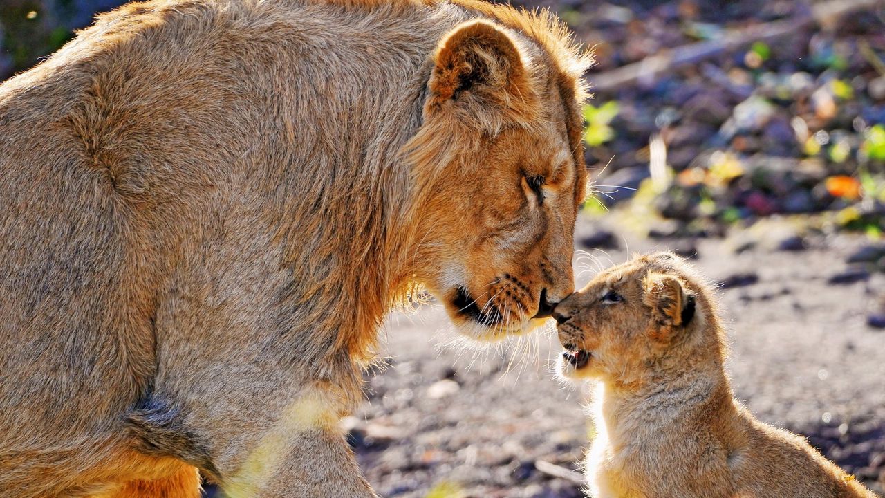 Wallpaper lion, cub, caring, tender, big cats