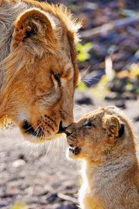 Preview wallpaper lion, cub, caring, tender, big cats