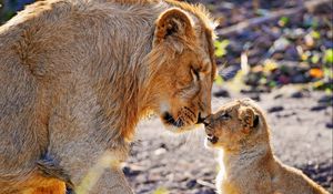 Preview wallpaper lion, cub, caring, tender, big cats