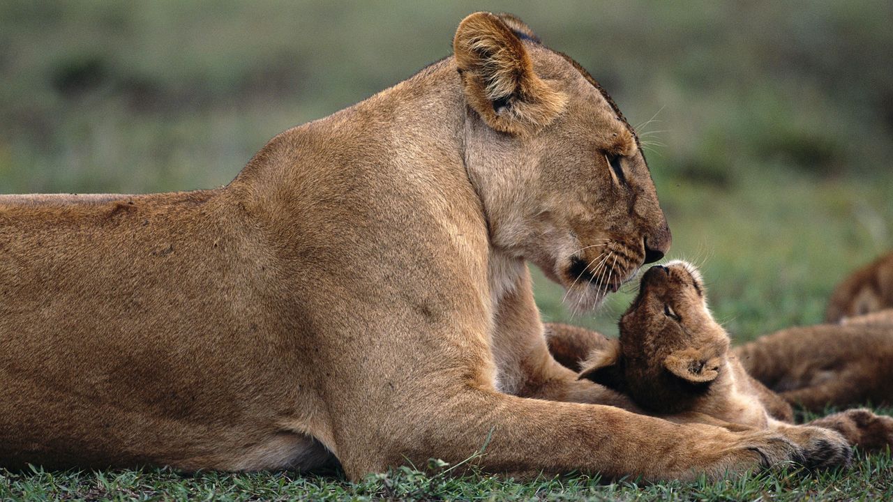 Wallpaper lion, cub, caring, lying, grass