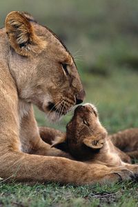 Preview wallpaper lion, cub, caring, lying, grass