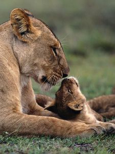 Preview wallpaper lion, cub, caring, lying, grass