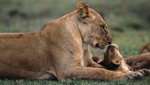 Preview wallpaper lion, cub, caring, lying, grass