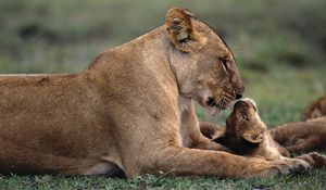 Preview wallpaper lion, cub, caring, lying, grass