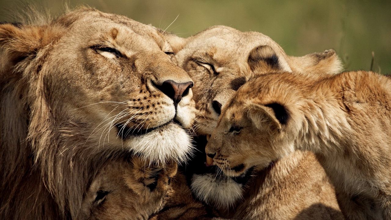 Wallpaper lion, cub, caring, tender, sweet