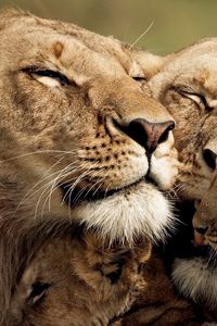 Preview wallpaper lion, cub, caring, tender, sweet