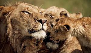 Preview wallpaper lion, cub, caring, tender, sweet