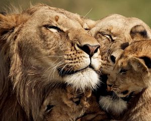 Preview wallpaper lion, cub, caring, tender, sweet