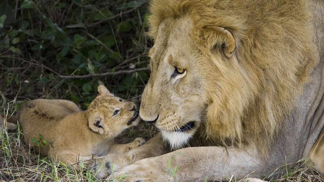 Wallpaper lion, cub, caring, affection, family