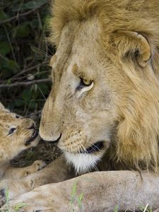 Preview wallpaper lion, cub, caring, affection, family