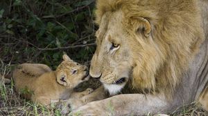 Preview wallpaper lion, cub, caring, affection, family