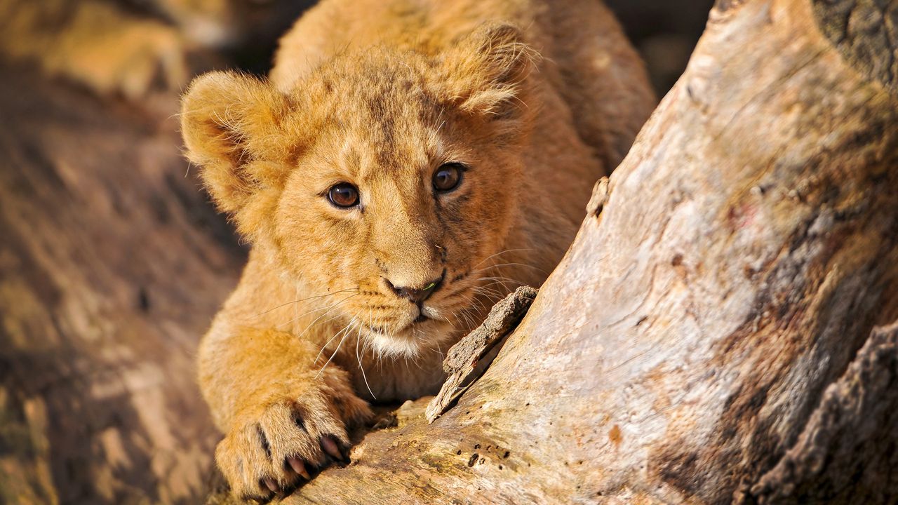 Wallpaper lion cub, crawl, hide