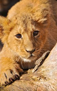 Preview wallpaper lion cub, crawl, hide