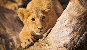 Preview wallpaper lion cub, crawl, hide