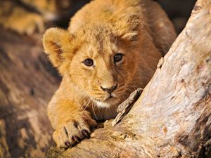 Preview wallpaper lion cub, crawl, hide