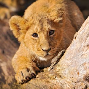 Preview wallpaper lion cub, crawl, hide