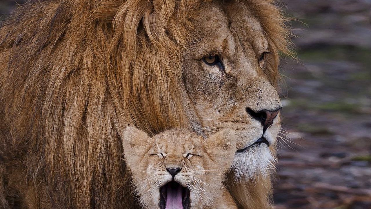 Wallpaper lion, cub, cry, mane, caring, family