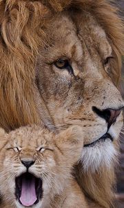 Preview wallpaper lion, cub, cry, mane, caring, family