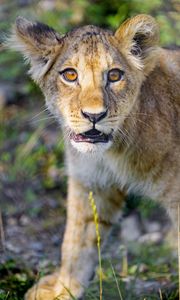 Preview wallpaper lion cub, cub, cute, muzzle