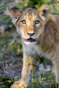 Preview wallpaper lion cub, cub, cute, muzzle