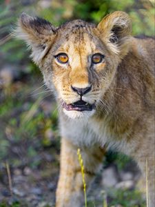 Preview wallpaper lion cub, cub, cute, muzzle