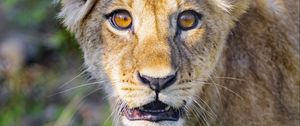 Preview wallpaper lion cub, cub, cute, muzzle
