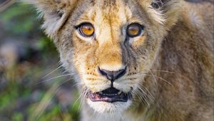 Preview wallpaper lion cub, cub, cute, muzzle