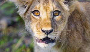 Preview wallpaper lion cub, cub, cute, muzzle