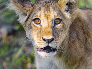 Preview wallpaper lion cub, cub, cute, muzzle