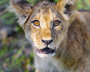 Preview wallpaper lion cub, cub, cute, muzzle