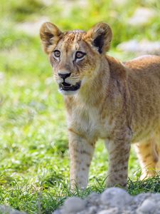 Preview wallpaper lion cub, cub, glance, predator