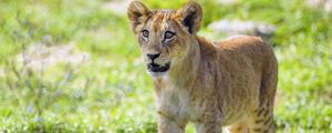 Preview wallpaper lion cub, cub, glance, predator