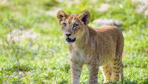 Preview wallpaper lion cub, cub, glance, predator