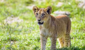 Preview wallpaper lion cub, cub, glance, predator