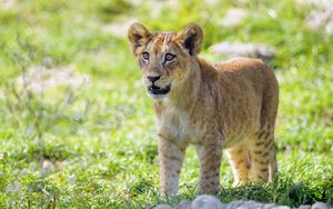 Preview wallpaper lion cub, cub, glance, predator