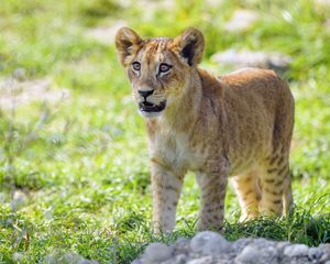 Preview wallpaper lion cub, cub, glance, predator