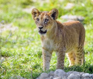 Preview wallpaper lion cub, cub, glance, predator