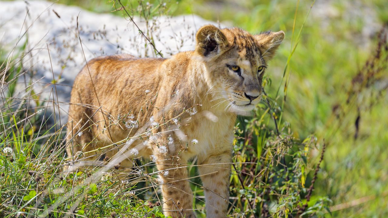 Wallpaper lion cub, cub, glance, predator, grass