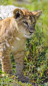 Preview wallpaper lion cub, cub, glance, predator, grass