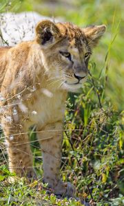 Preview wallpaper lion cub, cub, glance, predator, grass