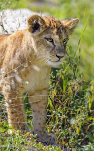 Preview wallpaper lion cub, cub, glance, predator, grass