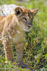 Preview wallpaper lion cub, cub, glance, predator, grass