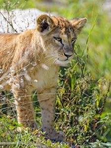 Preview wallpaper lion cub, cub, glance, predator, grass