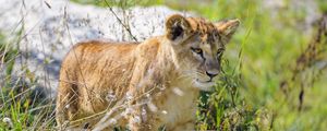 Preview wallpaper lion cub, cub, glance, predator, grass